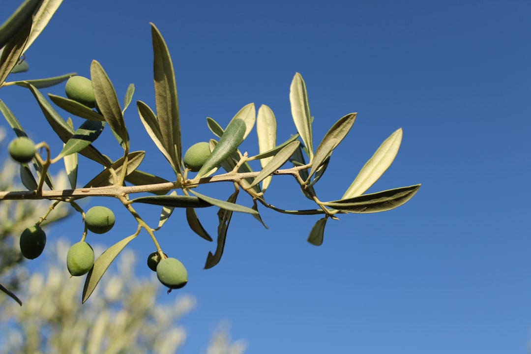 Olive Oil Health Benefits Brain Focus Concentration