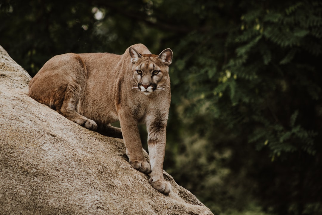 Mountain Lion