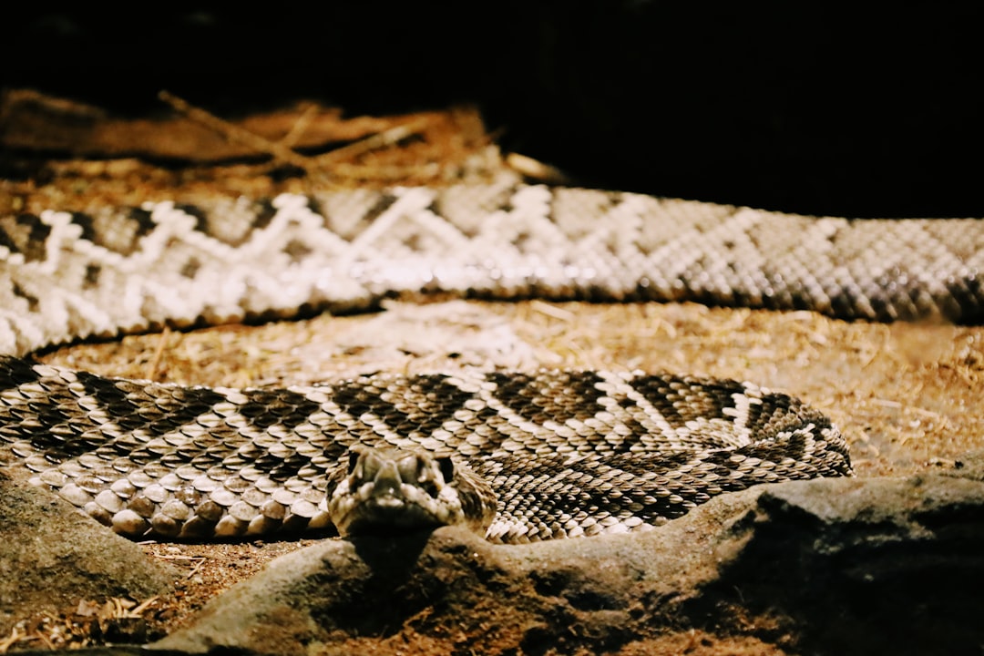Eastern Diamondback Rattlesnake