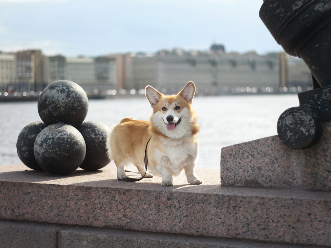 Pembroke Welsh Corgi