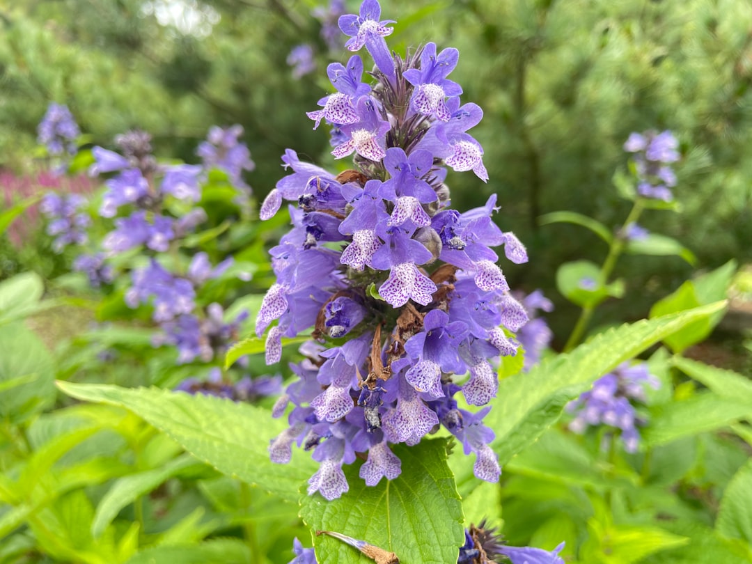Catmint Flower