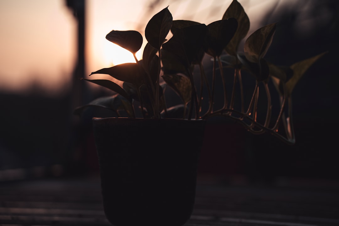 Twilight House Plants