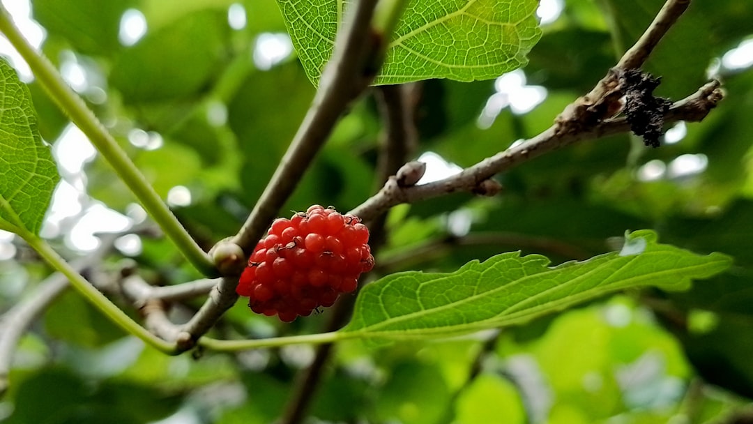 Boysenberry Fruit