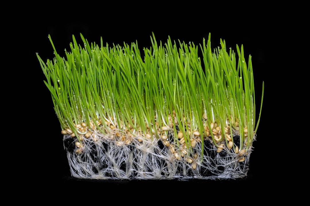 Wheatgrass Food