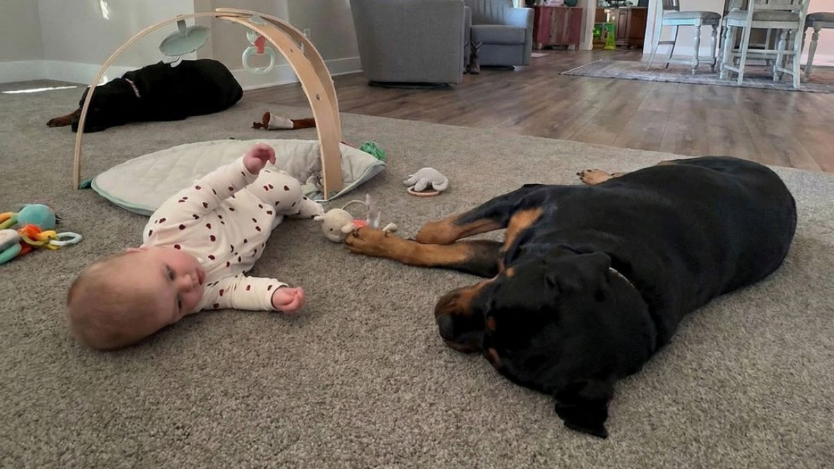 A Rottweiler Named Kasey Mimicked a Baby’s Fall and Took Over the Internet
