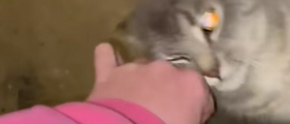 Cat Owner Baffled by Sudden Affectionate Behavior Discovers Hilarious Truth