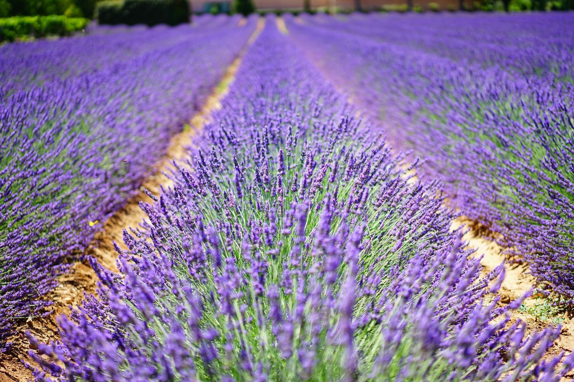 Lavender Fields Provence France Summer Landscape