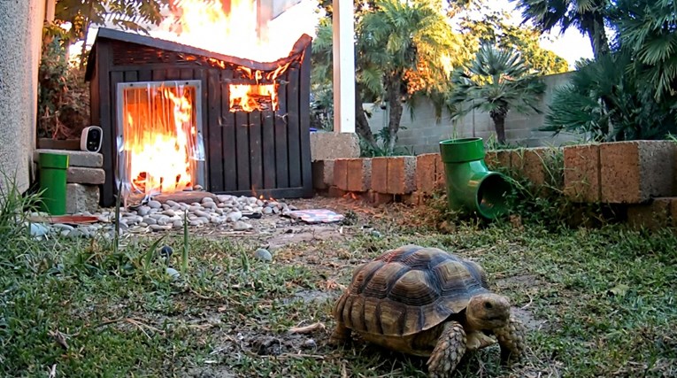 A Lamp Malfunction Set a Backyard Enclosure on Fire and the Tortoise Inside Escaped at Lightning Speed