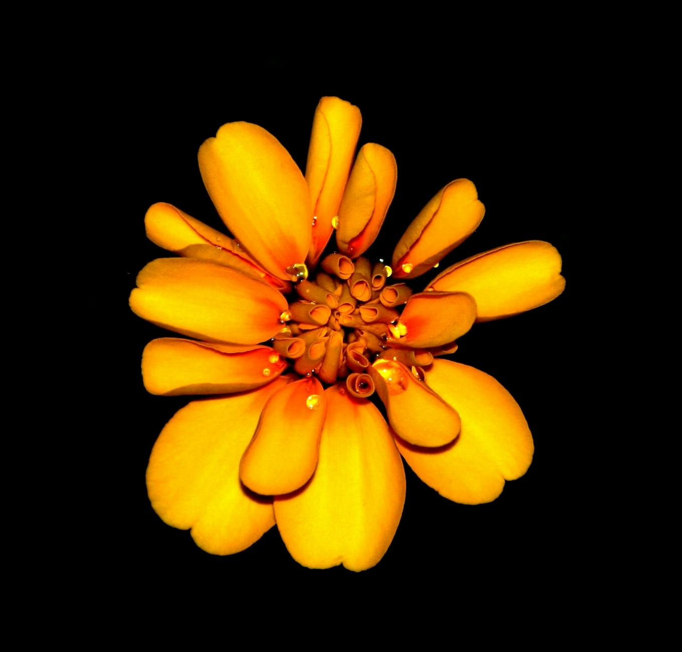 Marigold Flower