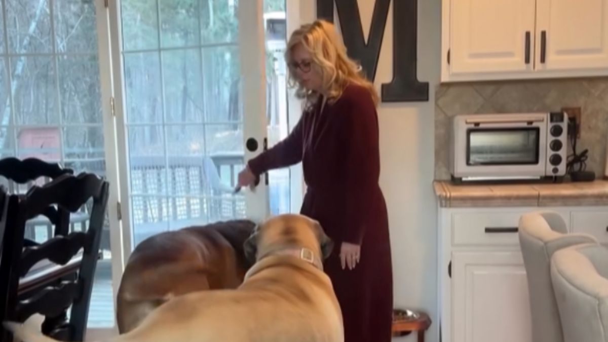 Woman Posts Her Morning Routine With Two Mastiffs: “Ma’am, I Think You Have Two Horses in Your House”