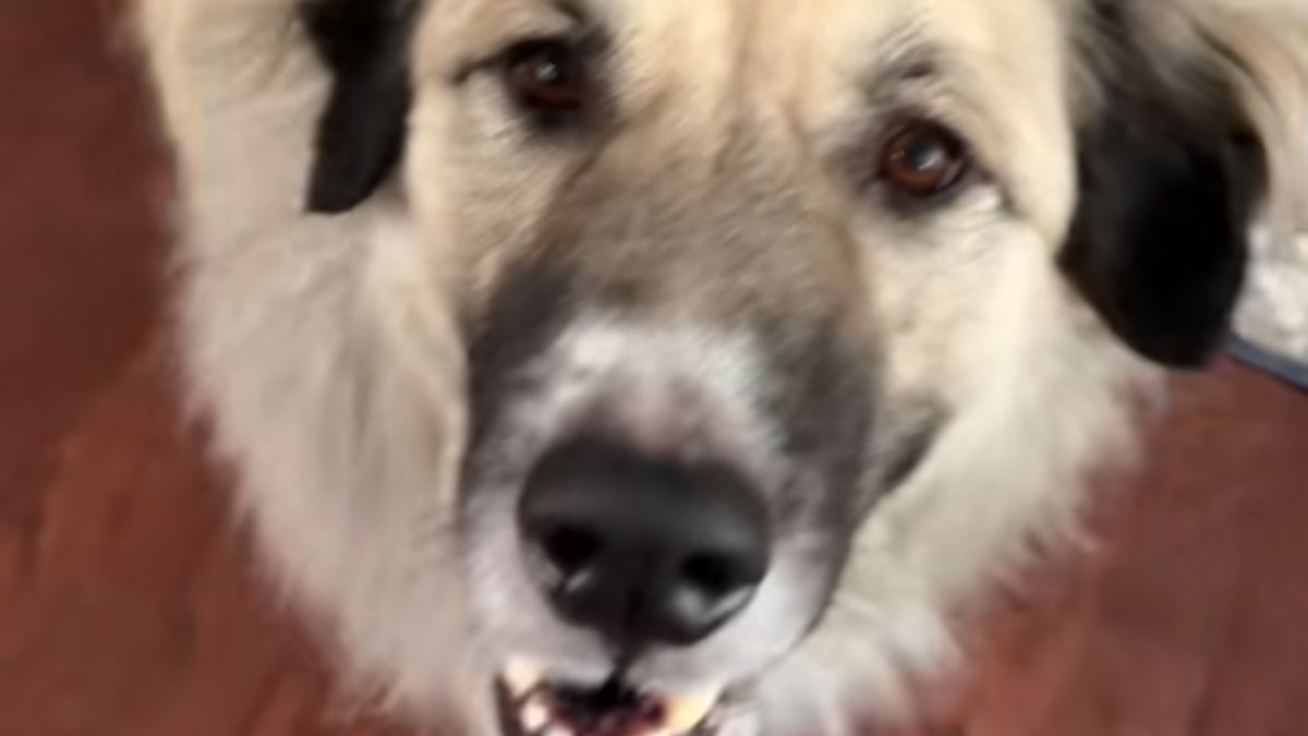 A Dog Owner Thought She Had the Most Well-Trained Pup Until She Made a Hilarious Discovery