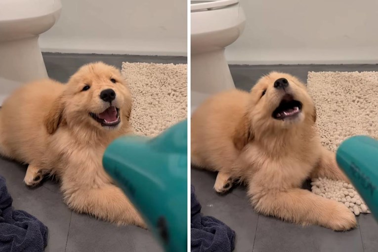Adorable Golden Retriever Puppy’s Hilarious Hair Dryer Reaction Goes Viral