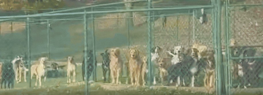 She Works at a Dog Daycare and Her Departure From Work Melted the Hearts of Everyone Who Watched