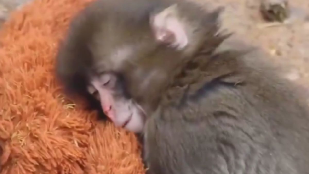 Punch the Baby Monkey Has Captured the Internet by Finding Comfort in His Plush Toy