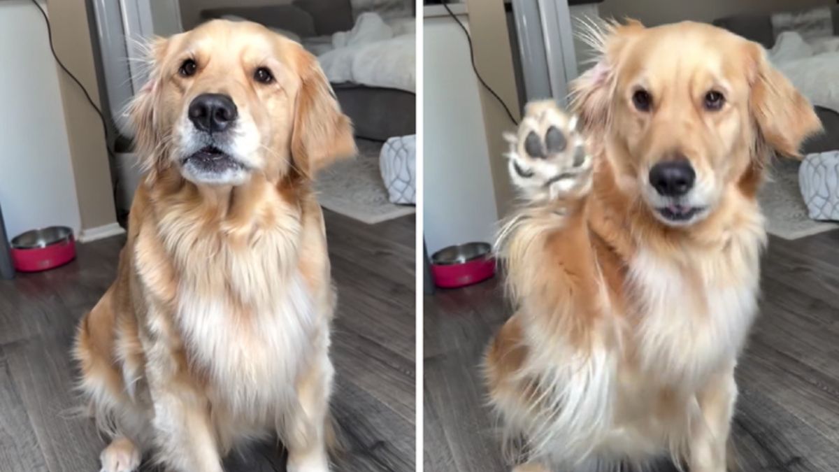 Golden Retriever Cannot Hide Her Happiness When Someone Mentions Grandma