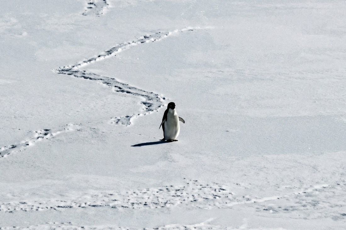 Why Everyone Is Sharing This Nearly 20-Year-Old Penguin Video