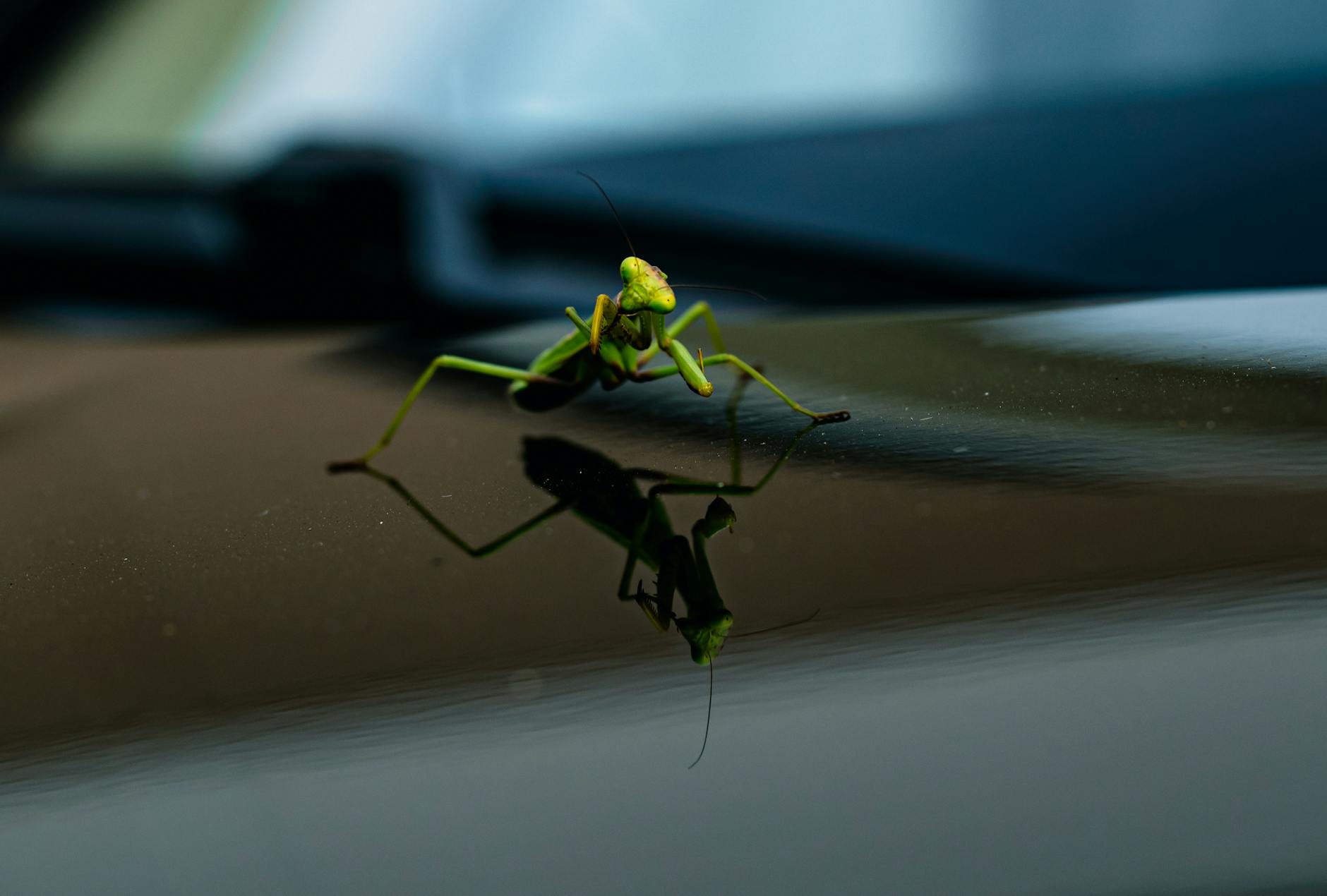  Insects Car