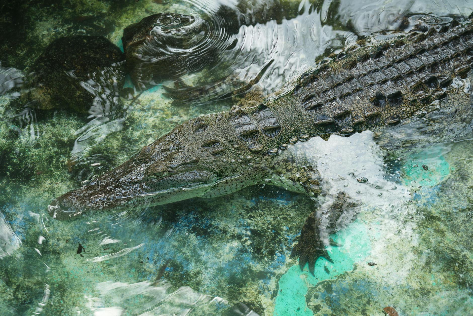 American Alligator Using Tools Hunting