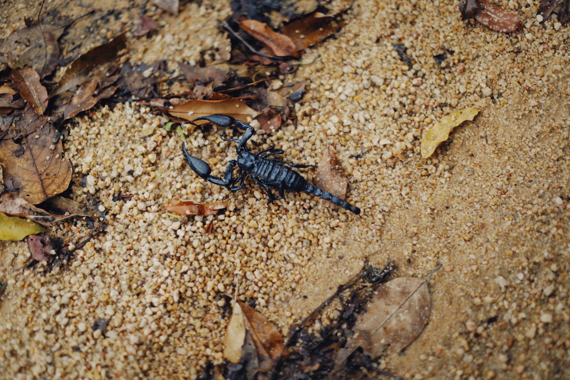 Emperor Scorpion Pet Care Tropical Rainforest Habitat