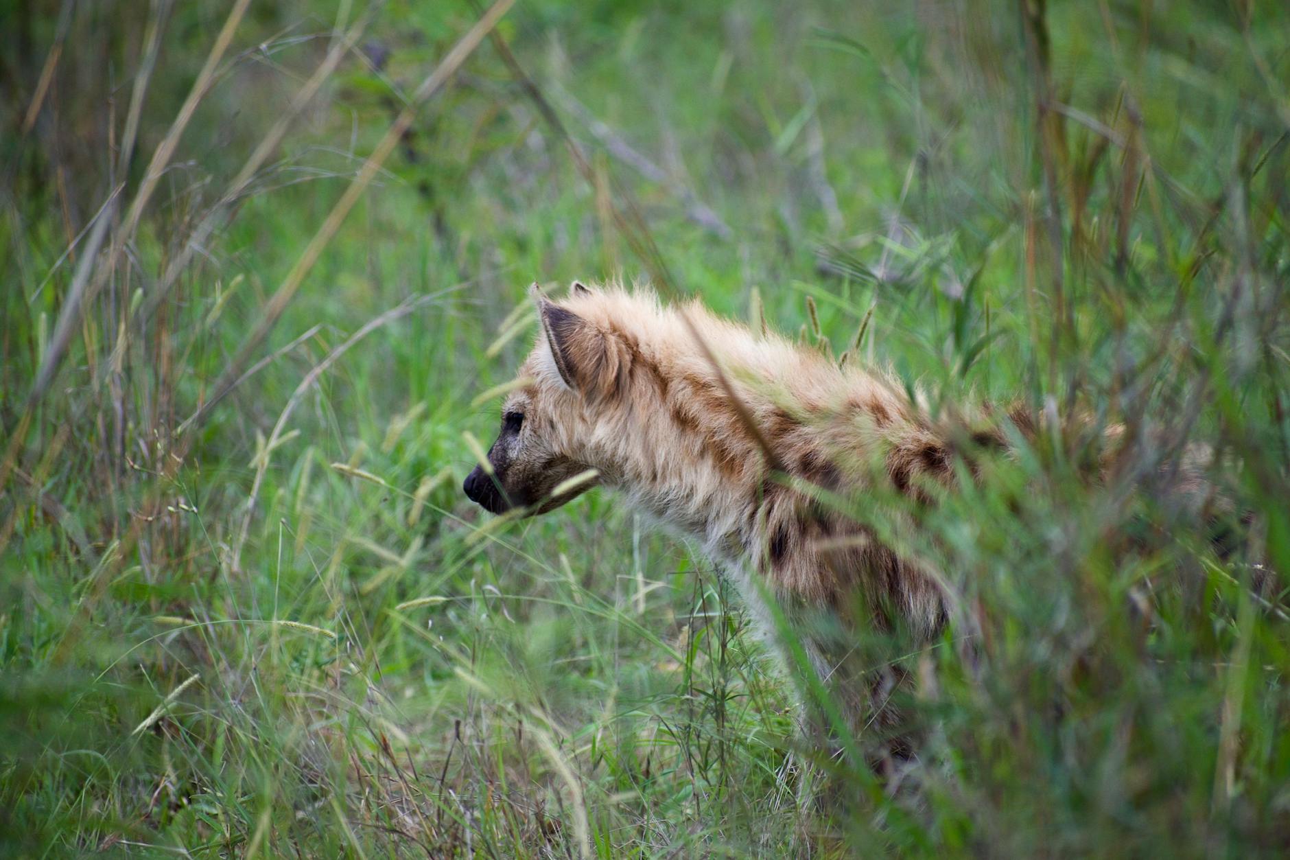 Spotted Hyena Social Structure Hunting Teamwork
