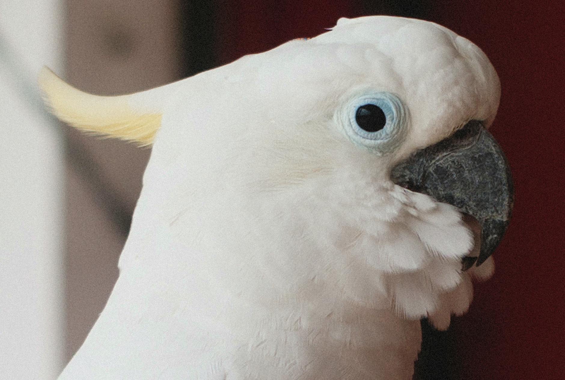 Cockatoo Long Lifespan Pet Care