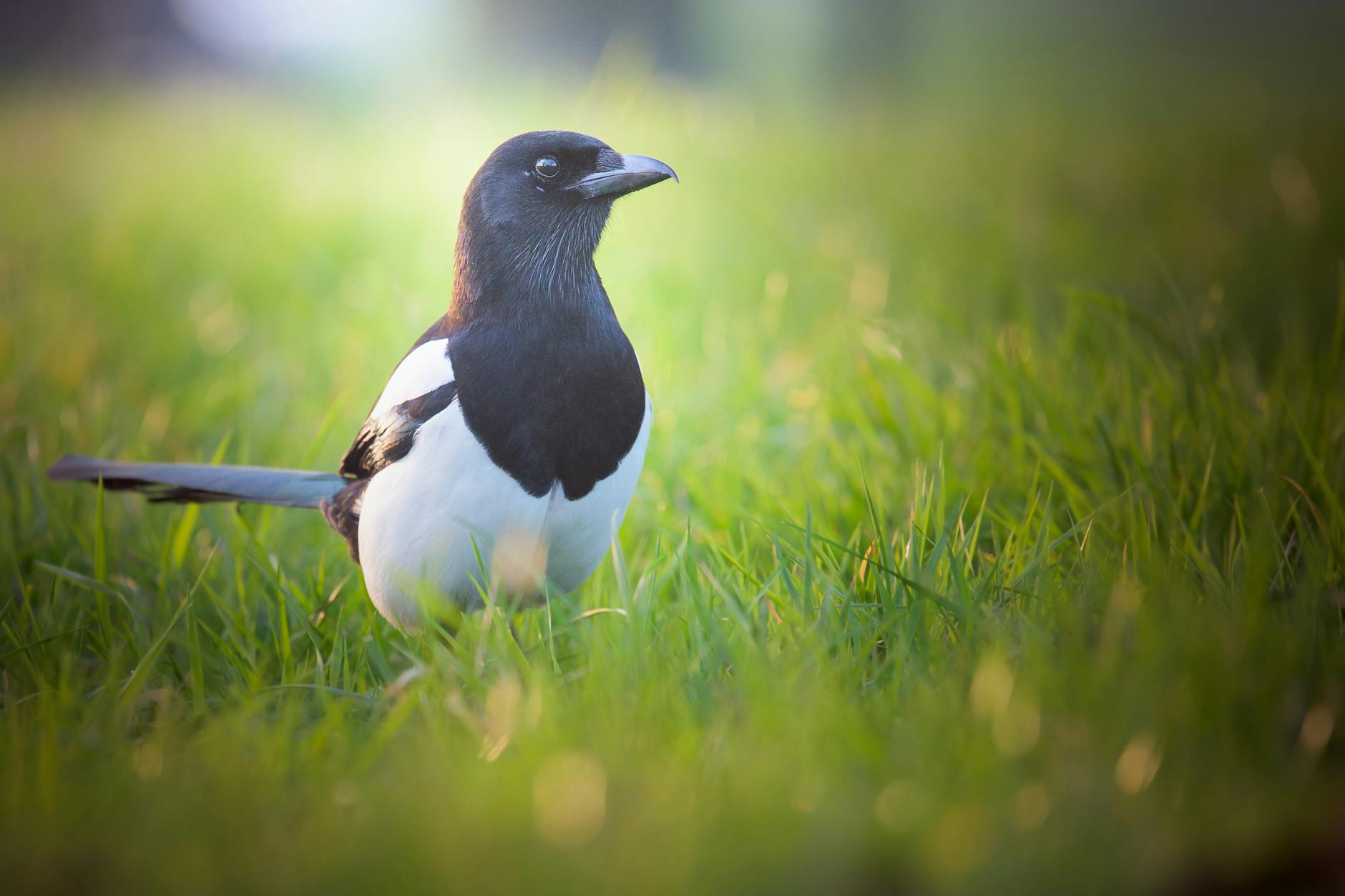 Eurasian Magpie Self Awareness Mirror Cognition