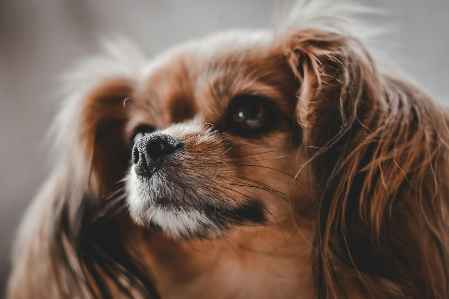 Cavalier King Charles Spaniel Libra Zodiac Sign Pet Companionship