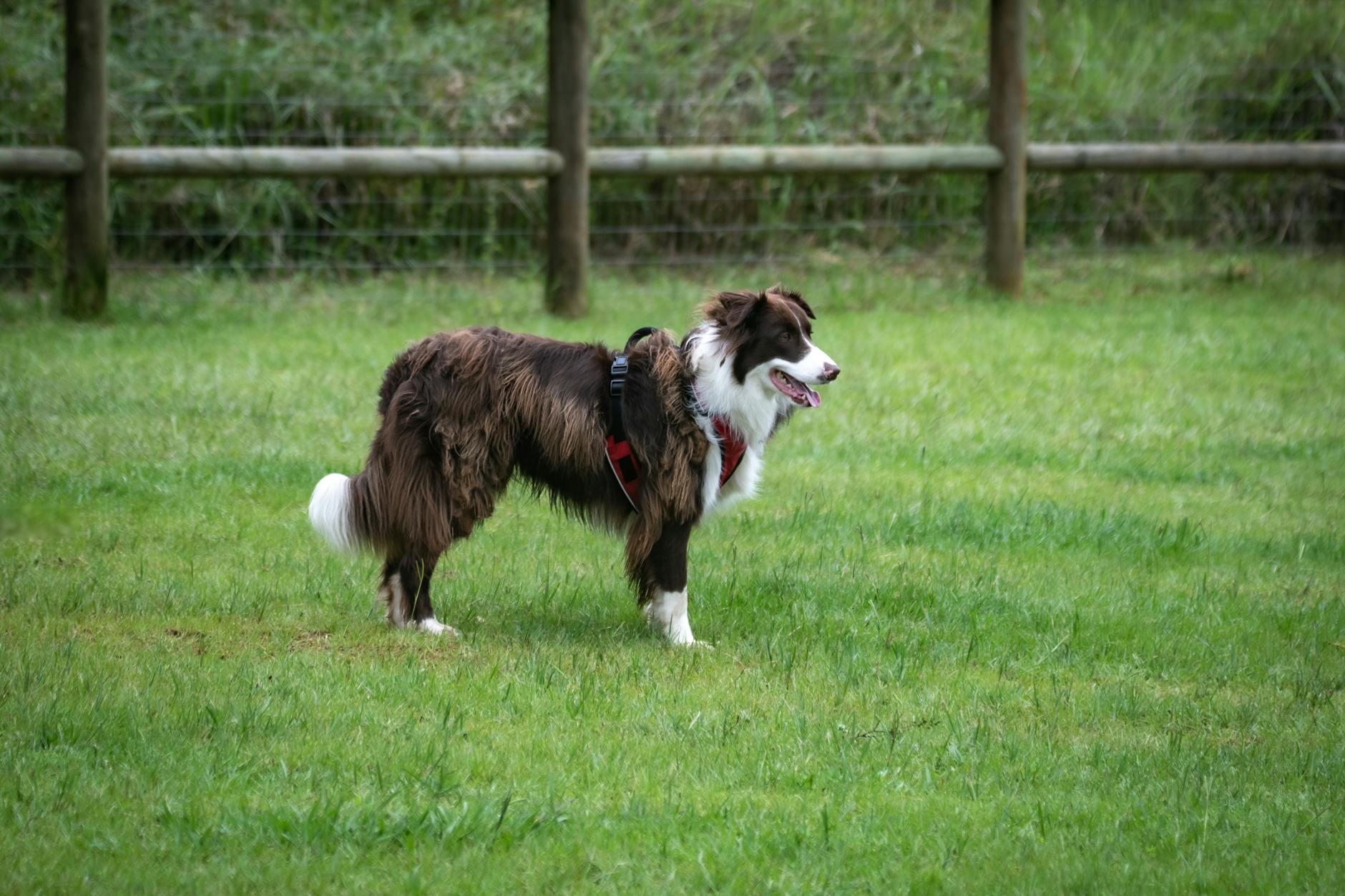 Dog Tail Tucked Between Legs Pain