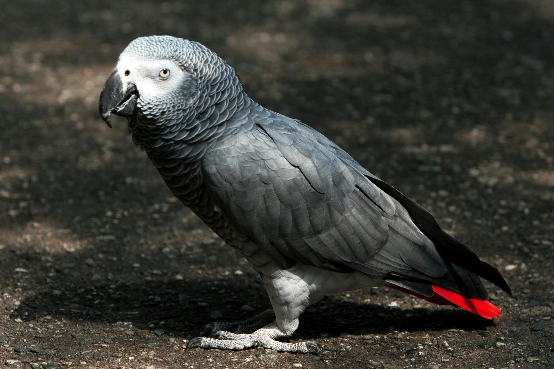 African Gray Parrot Intelligence Cognitive Abilities Understanding Language
