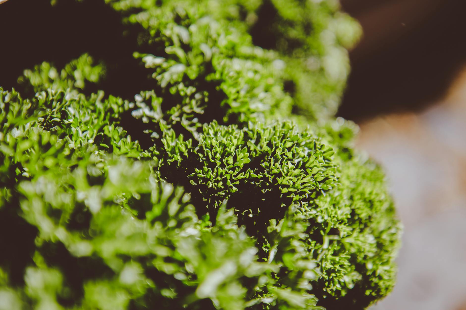 Parsley Food