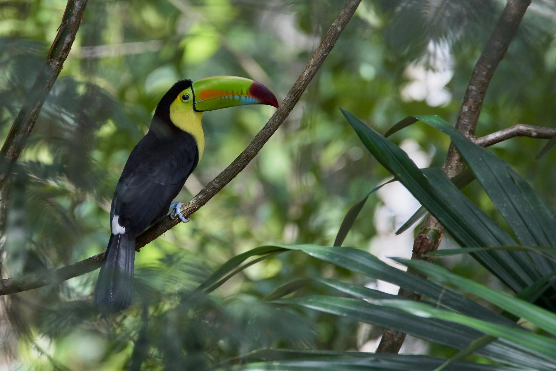 Keel-billed Toucan Colorful Bird