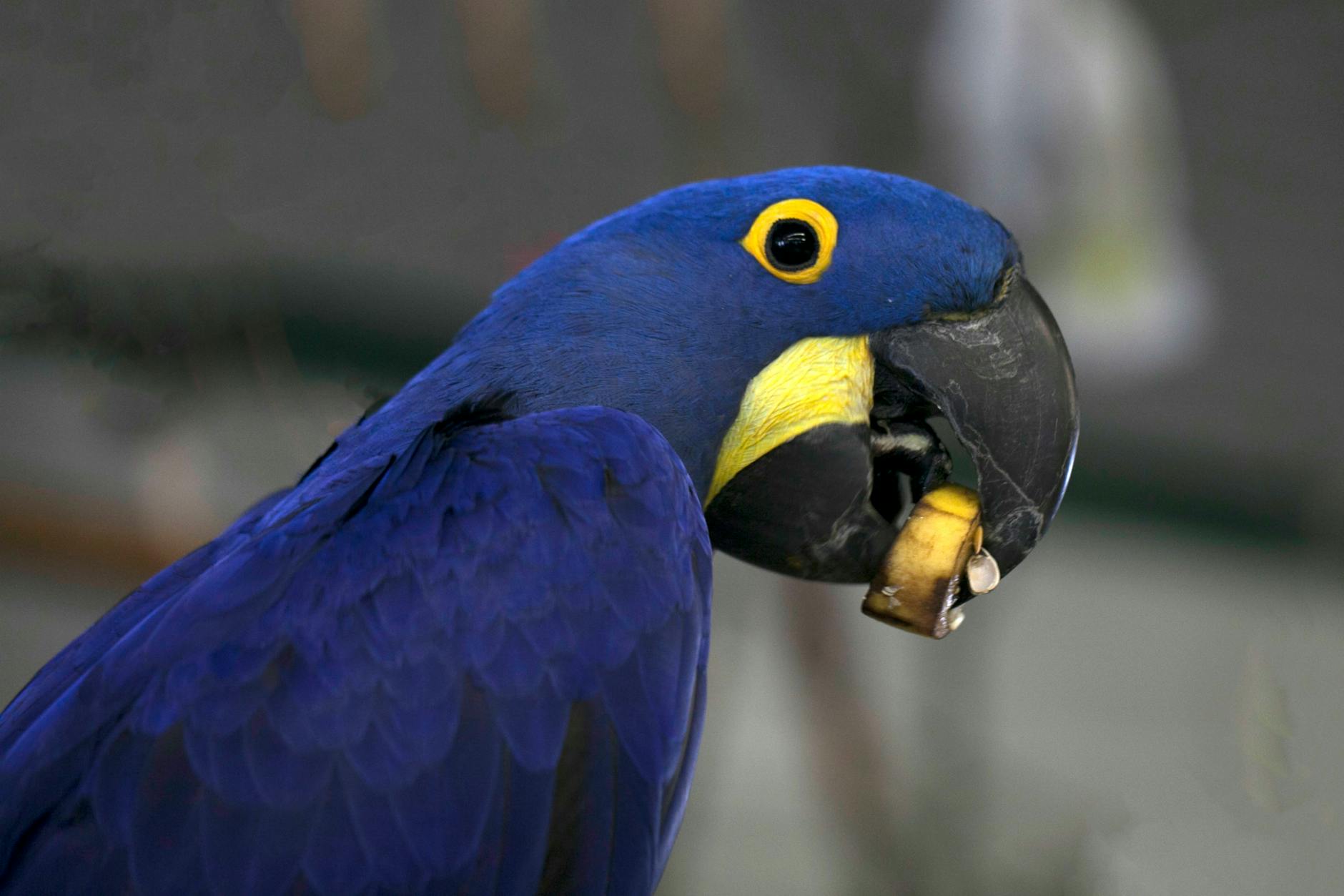 Hyacinth Macaw Exotic Pet