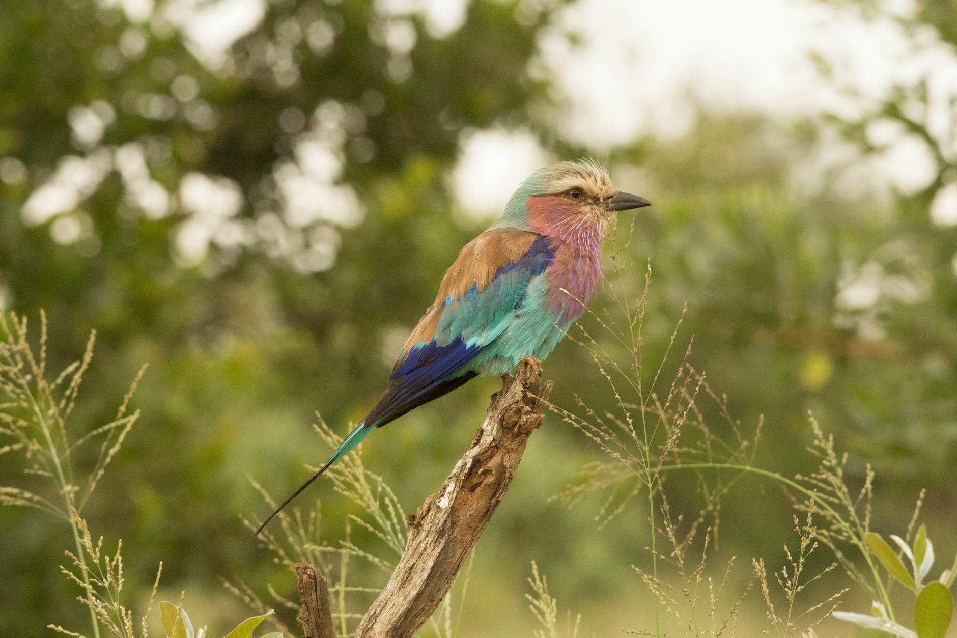 Lilac-breasted Roller Bird Colorful Feathers
