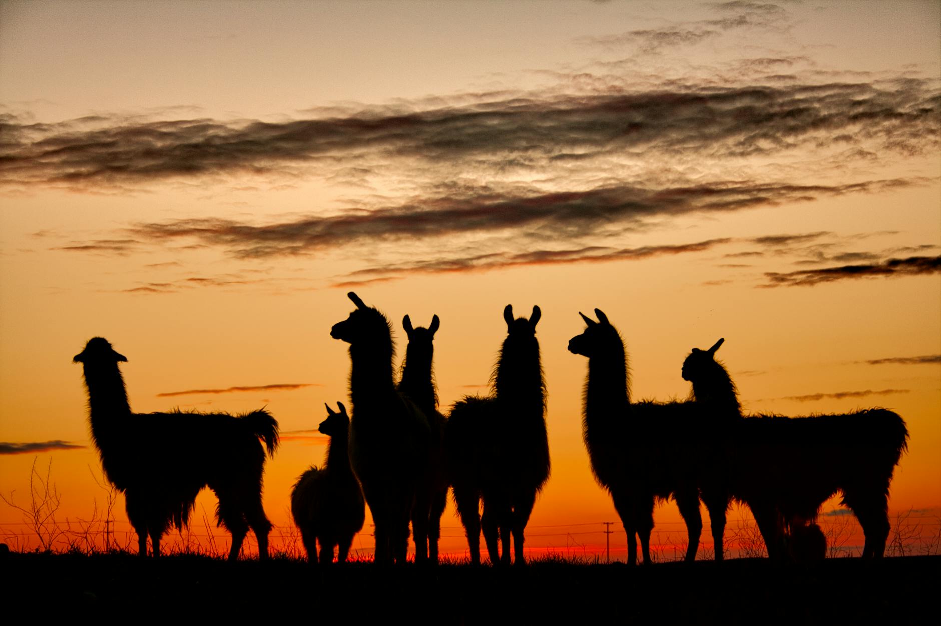 Smart Llamas Using Mirrors Communication Herd