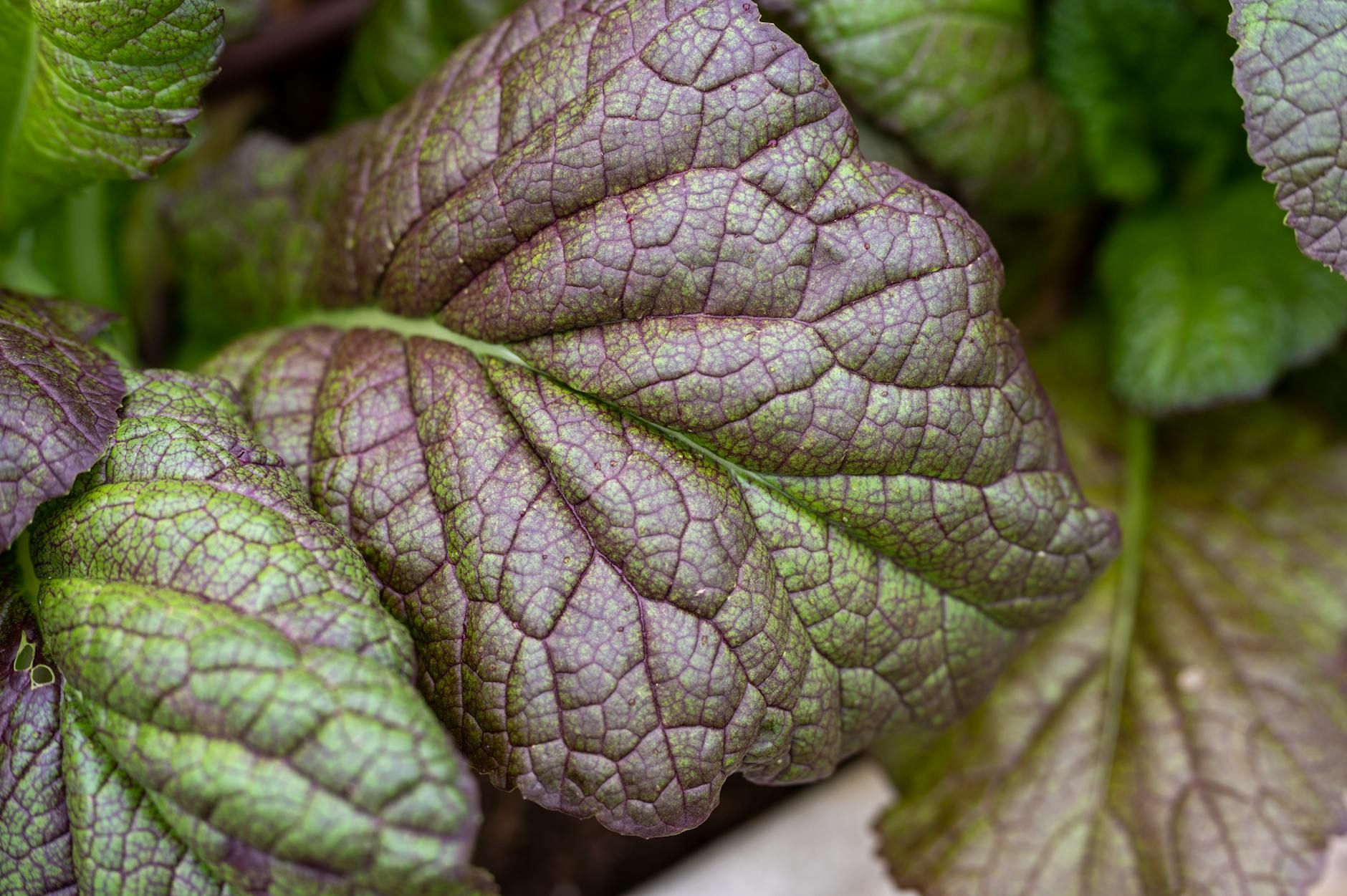 Mustard Greens Vegetables
