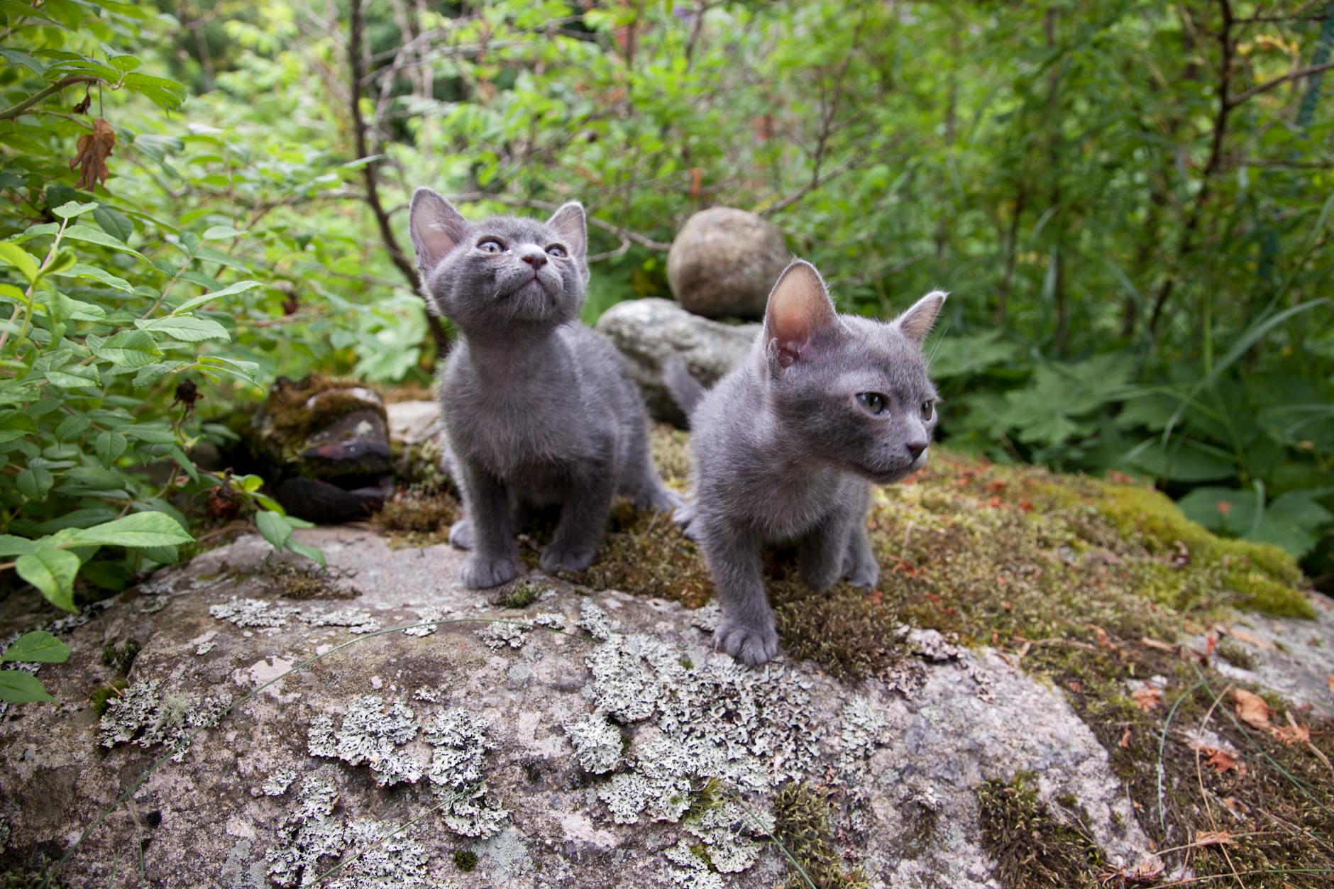 Korat Cat Breed Blue-grey Thailand