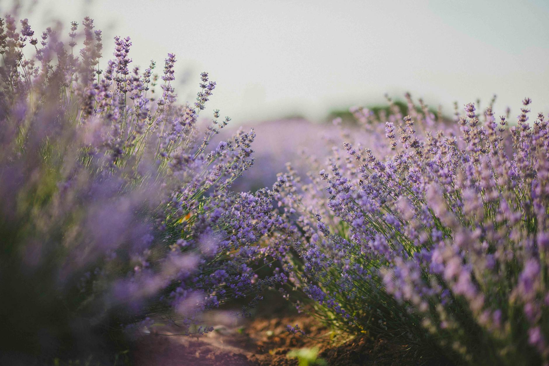Lavender Flower