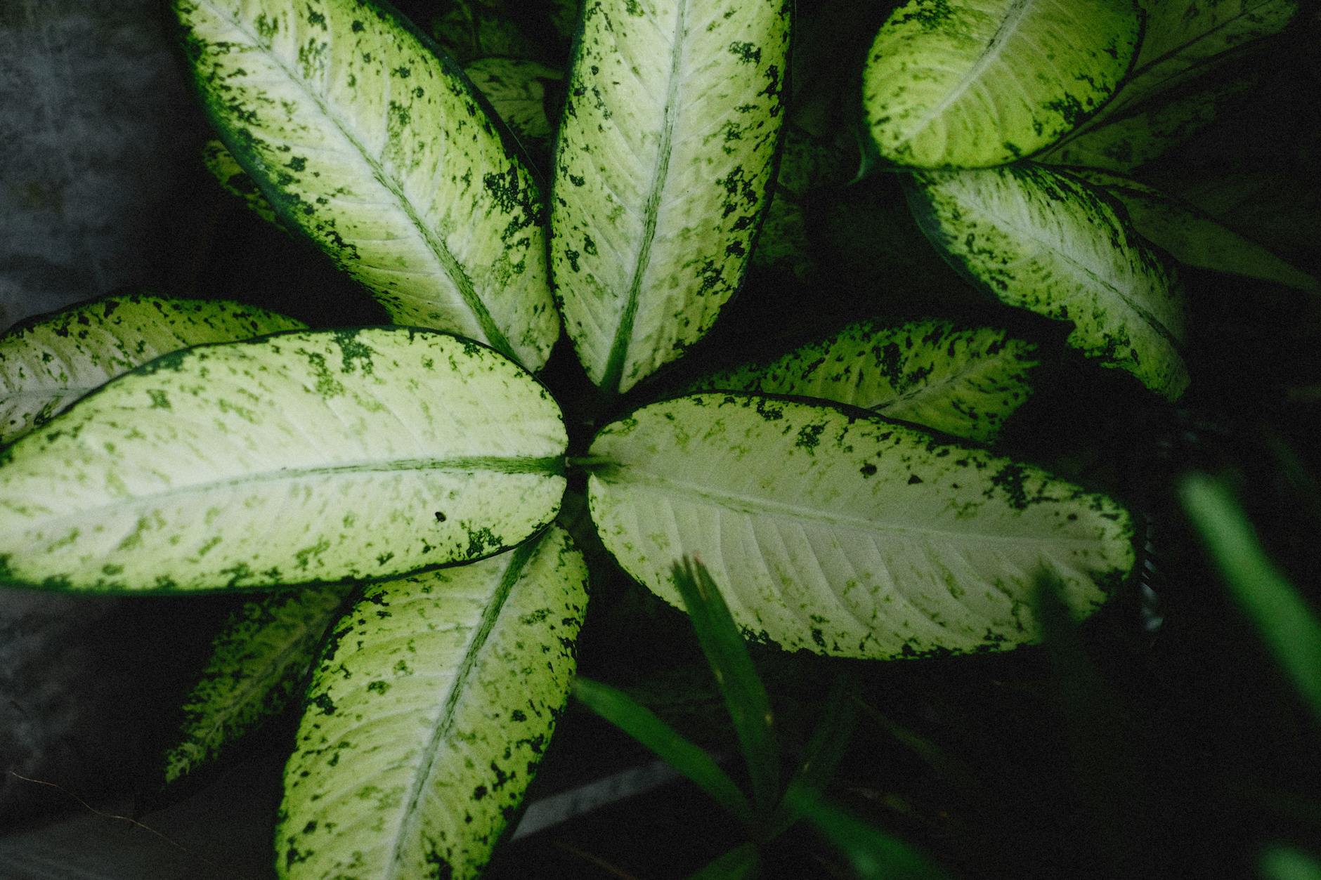 Dumb Cane Dieffenbachia Low Light Indoor Plant