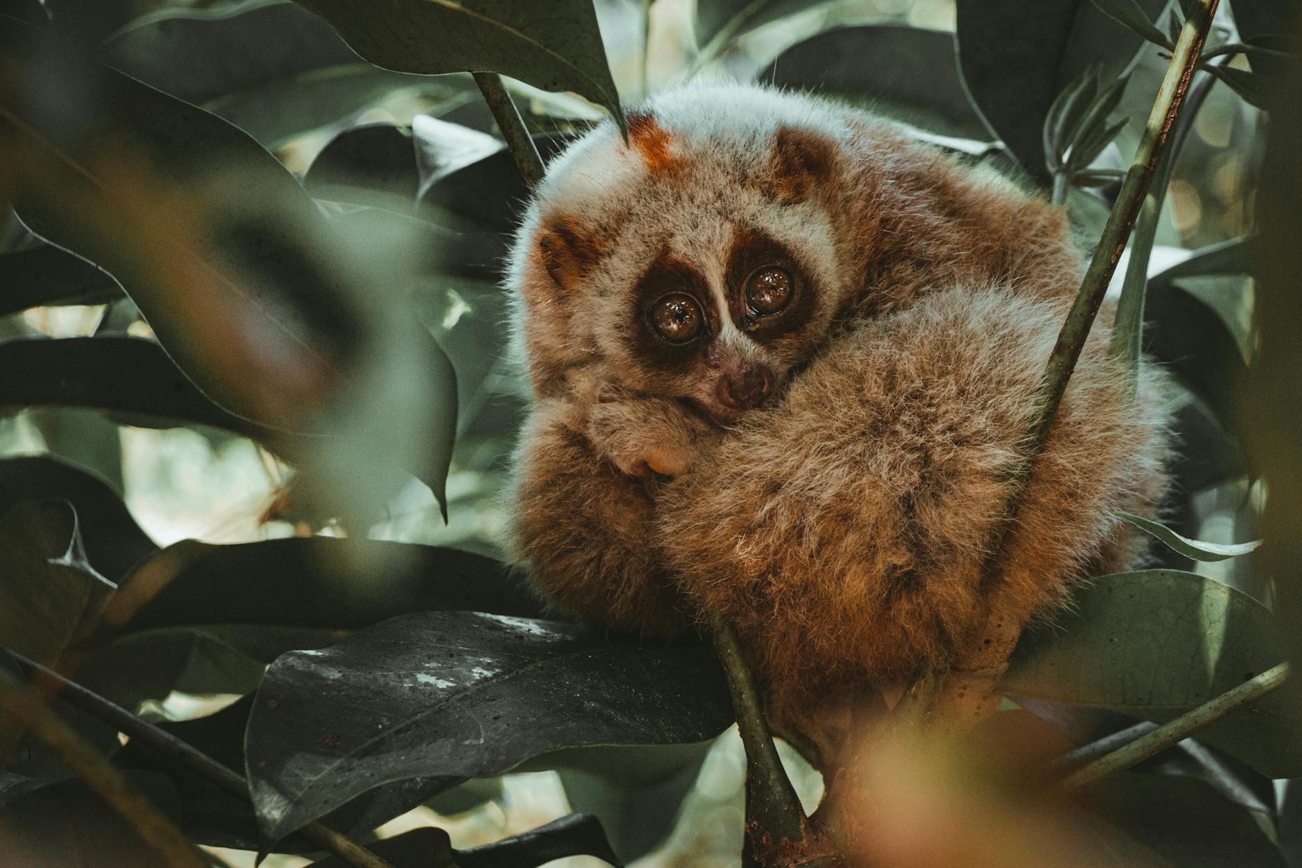 Slow Loris Cute Dangerous Animal