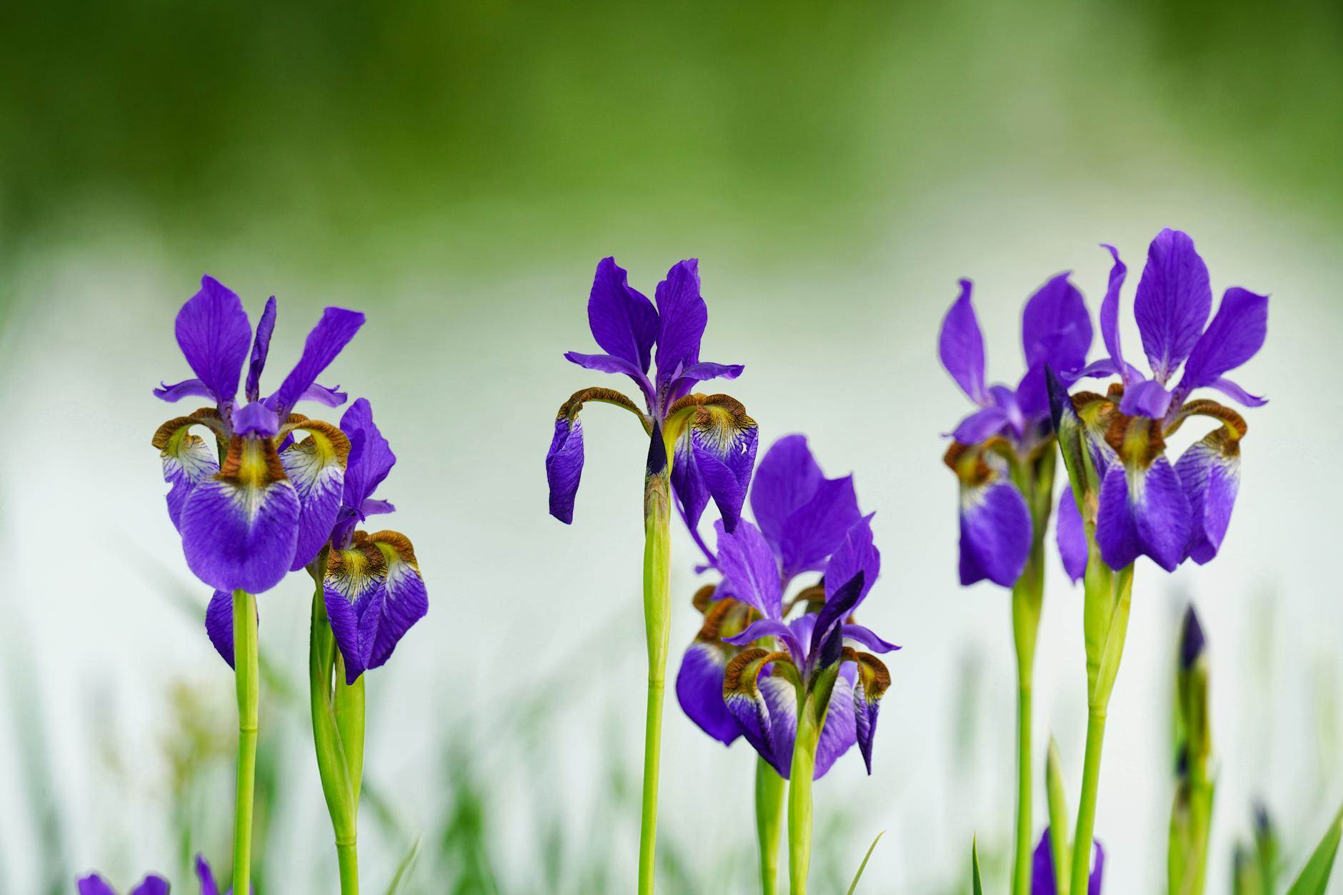 Purple Irises Flowers