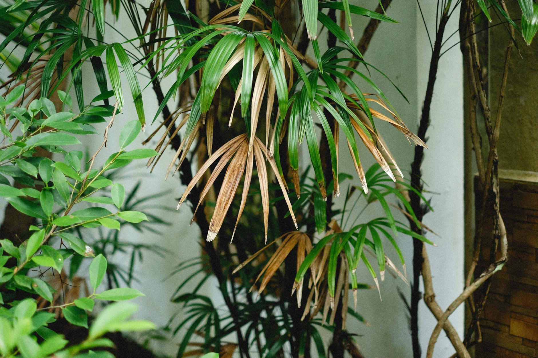 Lady Palm Indoor Plant Air Purification