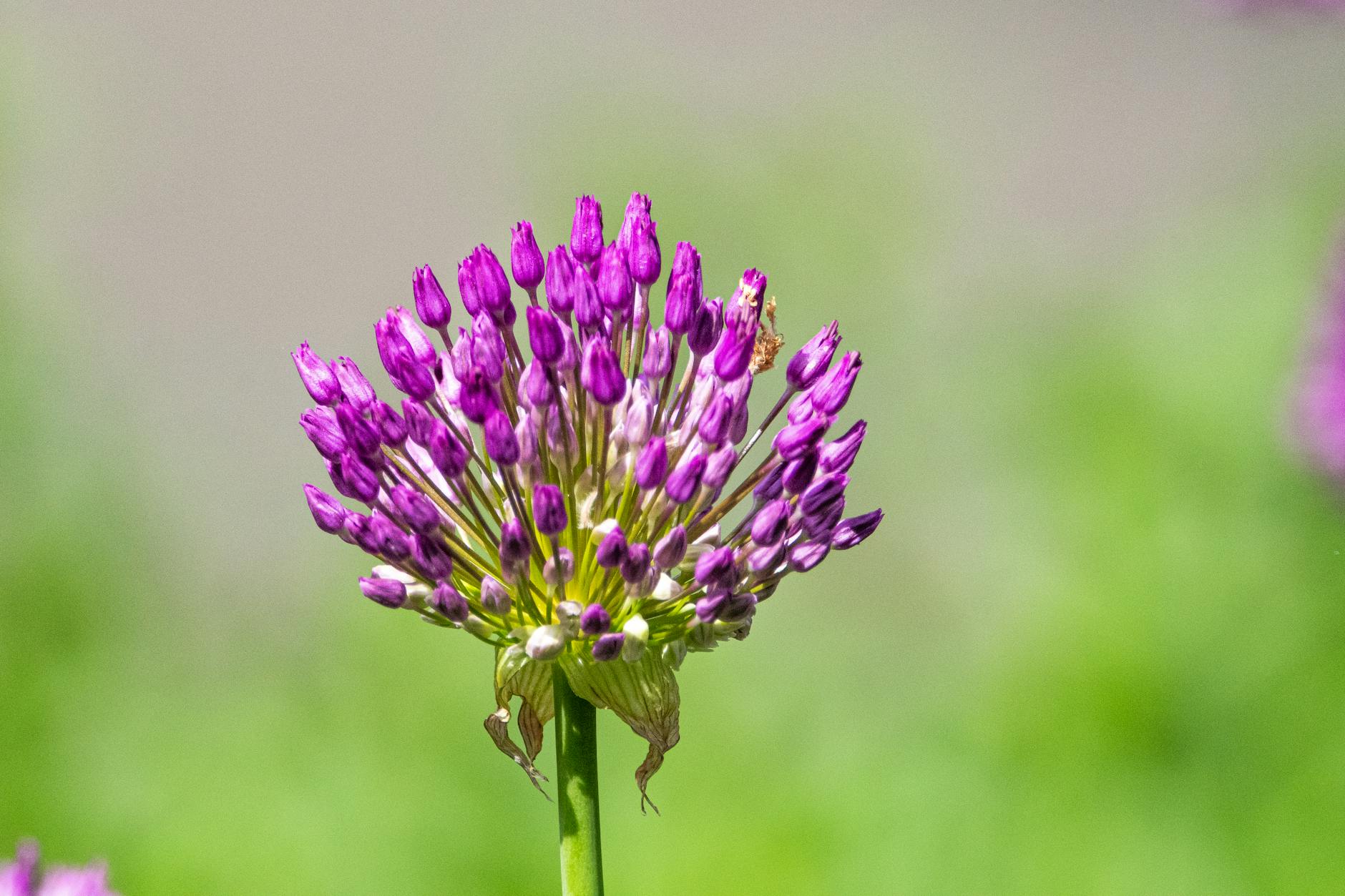 Allium Flowers