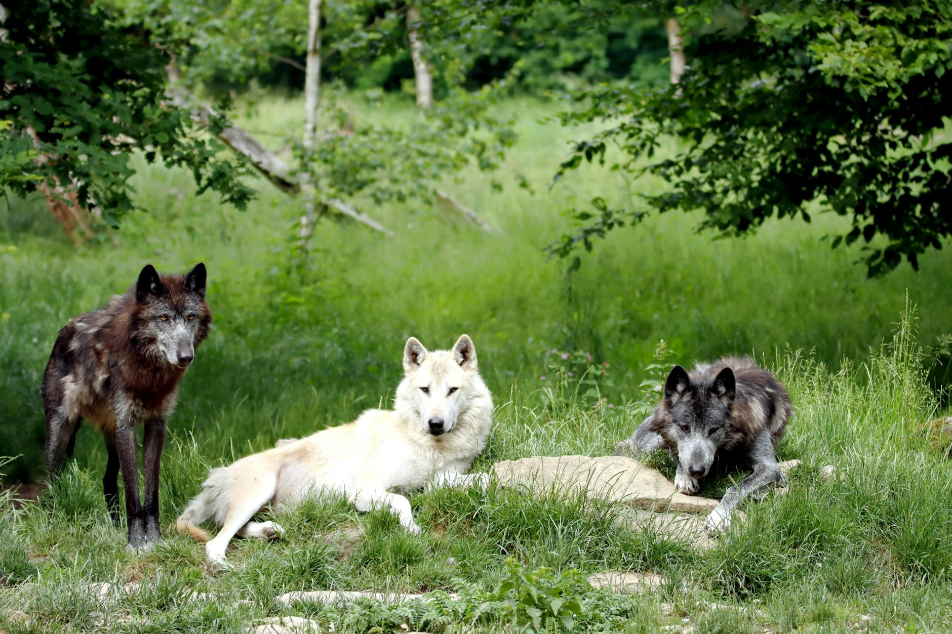 Wolves Territorial Range Pack Hunting