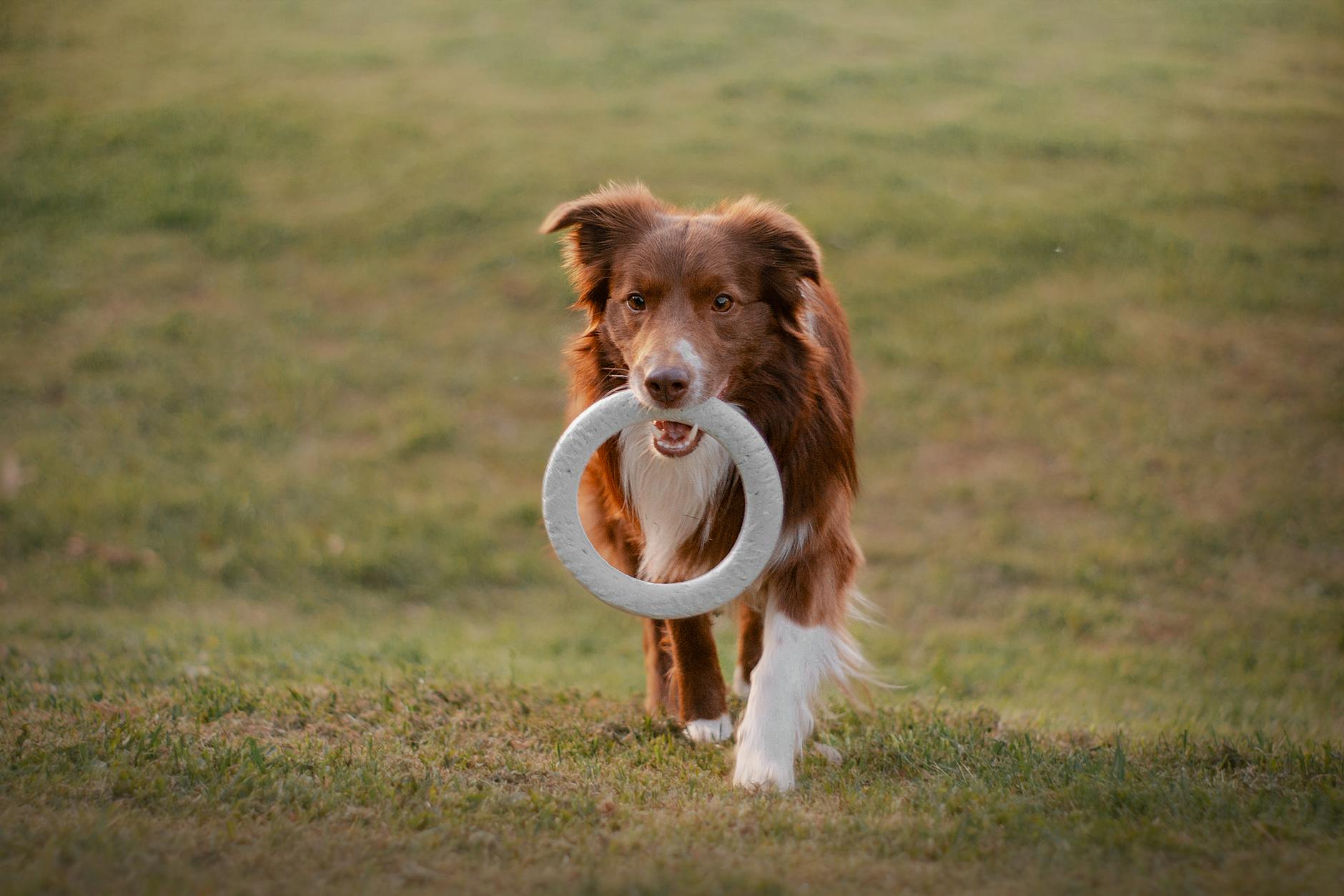 Collie Dog Training Easy To Train