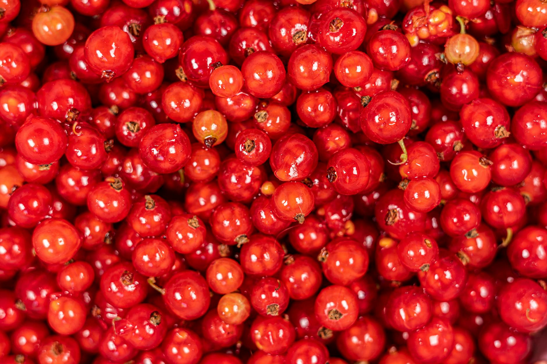 Red Currants Food