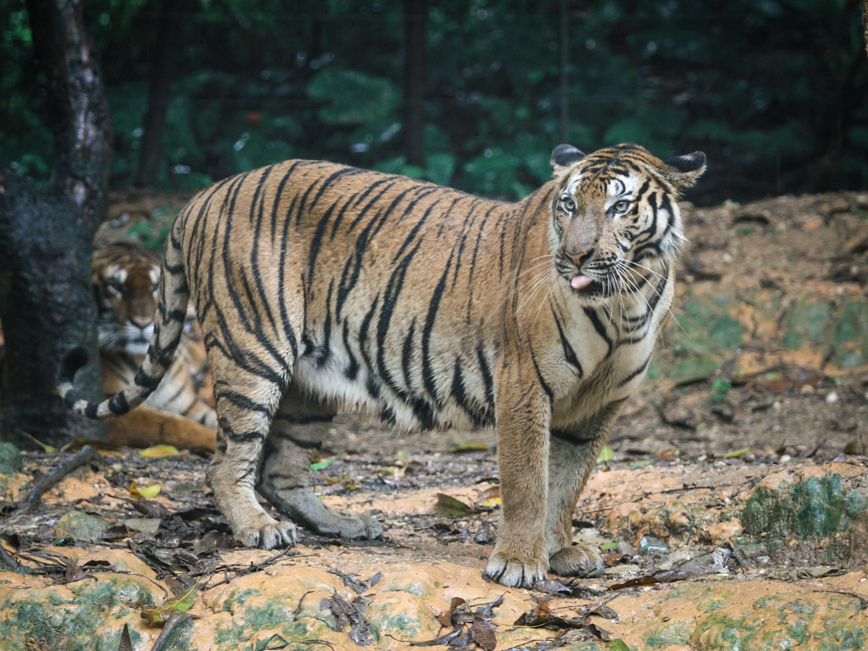 Malayan Tiger Extinction Threats Conservation