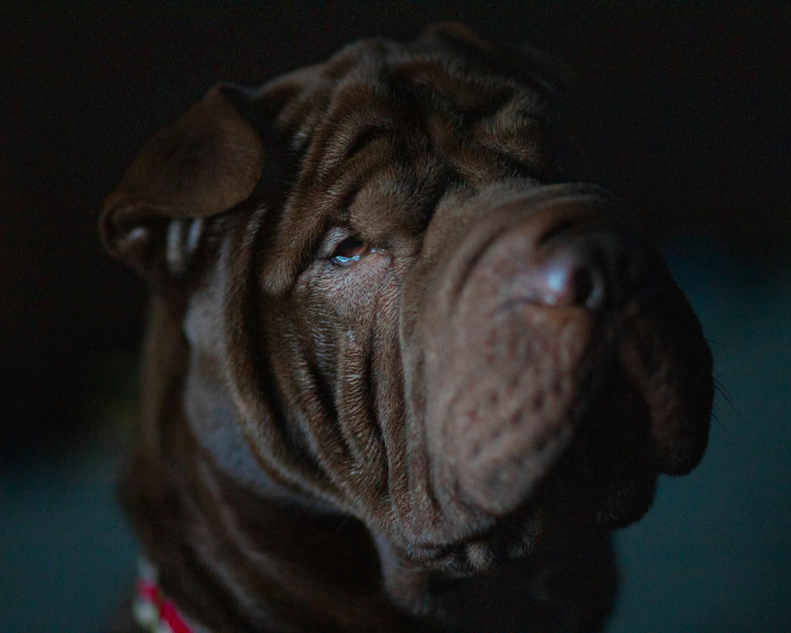 Chinese Shar-Pei Aggressive Dog Breed Portrait