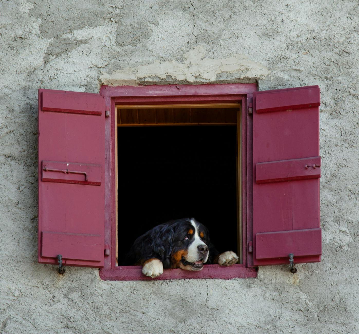 Dog At Window