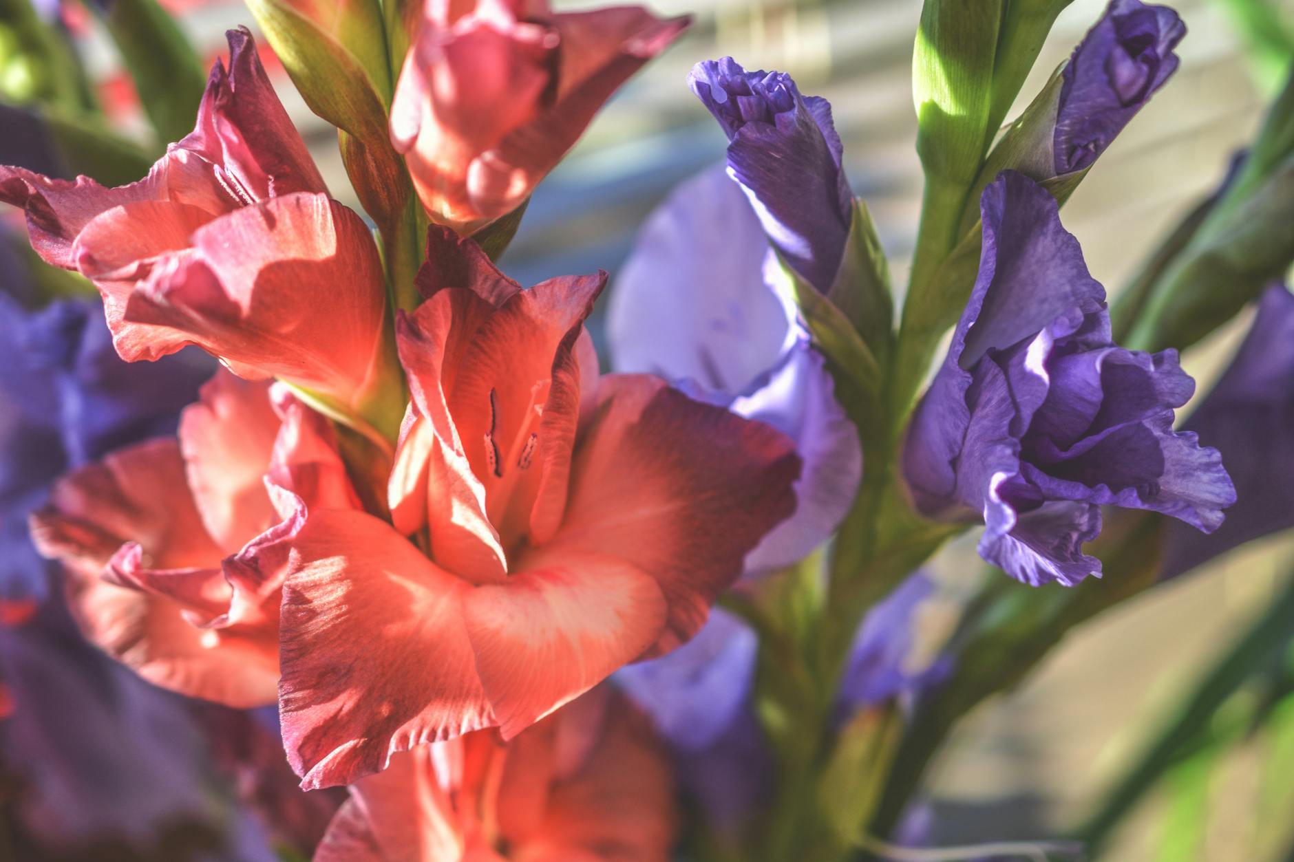 Gladiolus Flowers