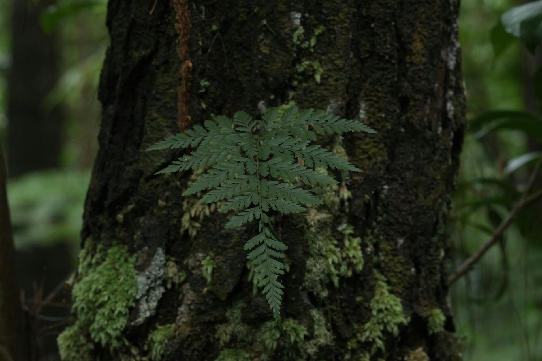 Forest Green Wall Color